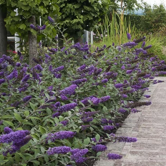 Buddleia davidii 'Blue Chip'® – Nyáriorgona
