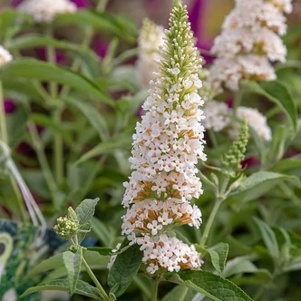 Buddleia davidii 'Butterfly Tower White' – Nyáriorgona