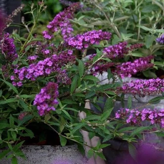Buddleia davidii Free Petite© 'Dark Pink' ('Podaras 10' PBR) – Törpe nyáriorgona