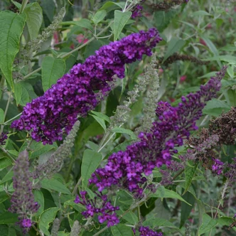 Buddleia davidii 'Groovy Grape' – Nyáriorgona