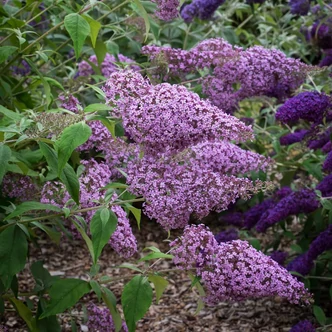 Buddleia davidii 'Gulliver' – Nyáriorgona
