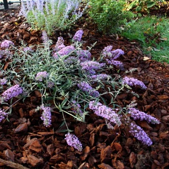 Buddleia davidii Free Petite© 'Lavender Flow' ('Podaras 12' PBR) – Nyáriorgona