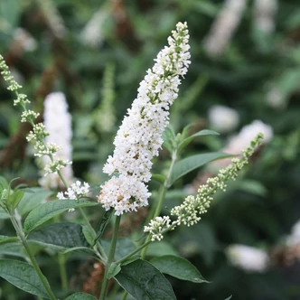 Buddleia davidii 'Miss Pearl' – Nyáriorgona