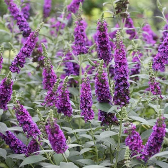 Buddleia davidii 'Miss Violet' – Nyáriorgona