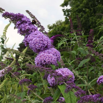 Buddleia davidii 'Orchid Beauty' – Lila virágú nyáriorgona