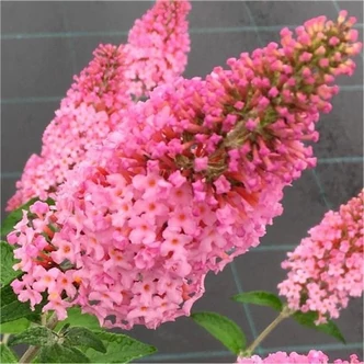 Buddleia davidii 'Pink Panther' – Nyáriorgona