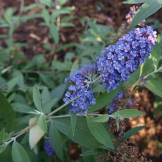 Buddleia davidii 'Reve Papillion Blue'® – Nyáriorgona