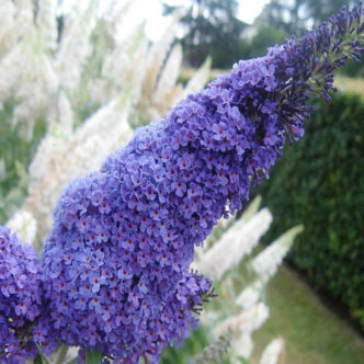 Buddleia davidii 'Reve Papillion Lavender'® – Nyáriorgona