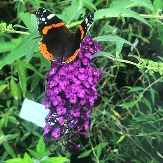 Buddleia davidii 'Royal Red'- Nyáriorgona