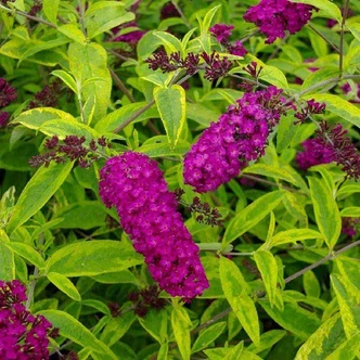 Buddleia davidii 'Santana' – Nyáriorgona