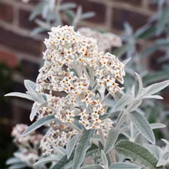 Buddleia davidii 'Silver Anniversary' – Nyáriorgona Buddleia davidii 'Silver Anniversary' – Nyáriorgona