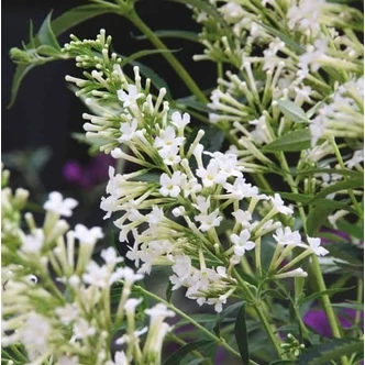 Buddleia davidii Free Petite© 'Snow White' ('Podaras 15' PBR) – Nyáriorgona