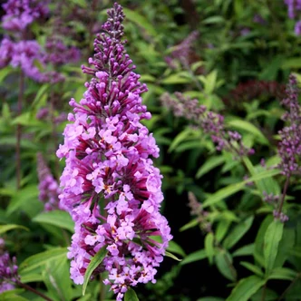Buddleia davidii 'Nike' – Nyáriorgona