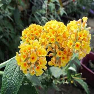 Buddleia x weyeriana 'Golden Glow'® - Sárga virágú nyáriorgona