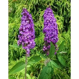 Buddleia davidii 'Ile de France' – Nyáriorgona Buddleia davidii 'Ile de France' – Nyáriorgona