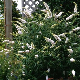 Buddleia davidii 'White Ball' - Nyáriorgona