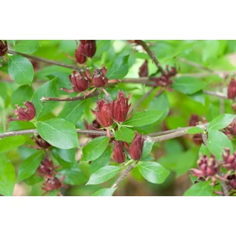 Calycanthus floridus - Illatos fűszercserje