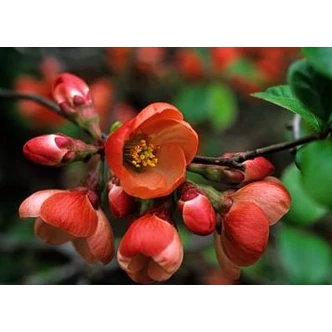 Chaenomeles x superba 'Etna' - Bíbor díszbirs Chaenomeles x superba 'Etna' - Bíbor díszbirs