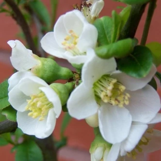 Chaenomeles speciosa 'Nivalis' – Fehér virágú japánbirs Chaenomeles speciosa 'Nivalis' – Fehér virágú japánbirs