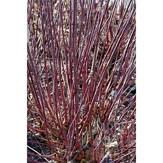 Cornus alba 'Kesselringii' - Fekete vesszejű som Cornus alba 'Kesselringii' - Fekete vesszejű som