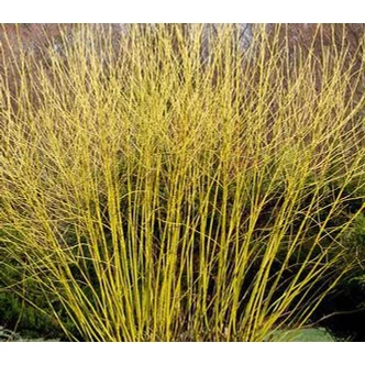 Cornus sericea (syn.: Cornus stolonifera) 'Flaviramea' - Selymes som Cornus sericea (syn.: Cornus stolonifera) 'Flaviramea' - Selymes som