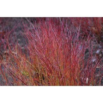 Cornus sericea (syn.: Cornus stolonifera) 'Kelseyi' - Selymes som