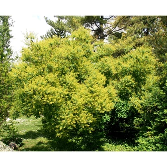 Cotinus coggygria - Cserszömörce