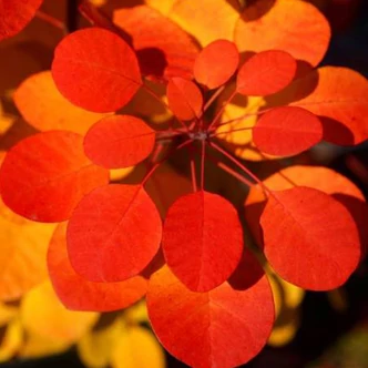 Cotinus coggygria 'Flamissimo' – Cserszömörce
