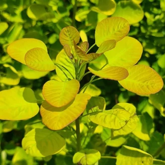 Cotinus coggygria 'Golden Lady' – Cserszömörce