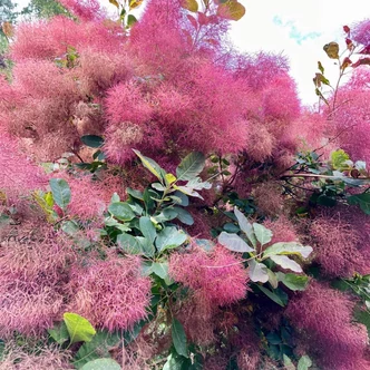 Cotinus coggygria 'Ruby Glow' – Cserszömörce