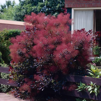 Cotinus coggygria 'Royal Purple' - Cserszömörce