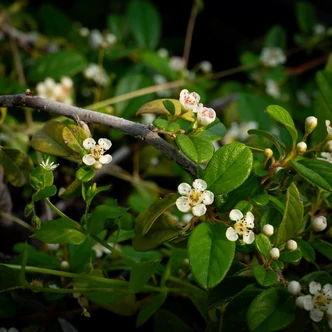 Cotoneaster horizontalis 'Bella' - Talajtakaró piros bogyós madárbirs 