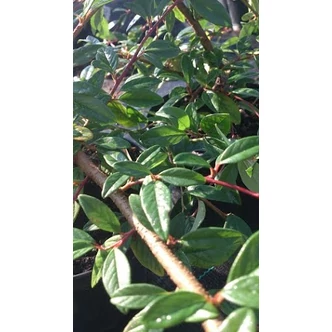 Cotoneaster salicifolius 'Parkteppich' - Kúszó fűzlevelű madárbirs