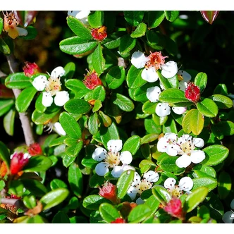 Cotoneaster suecicus 'Skogholm' - Svéd madárbirs