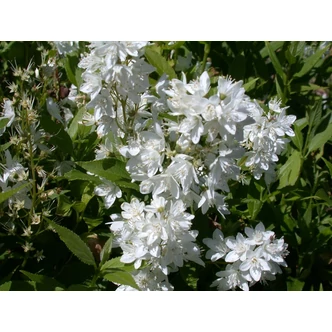 Deutzia gracilis - Kecses gyöngyvirágcserje