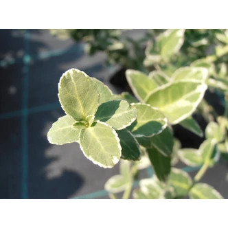 Euonymus fortunei 'Emerald'n Gaiety' - Fehértarka kúszó kecskerágó Euonymus fortunei 'Emerald'n Gaiety' - Fehértarka kúszó kecskerágó