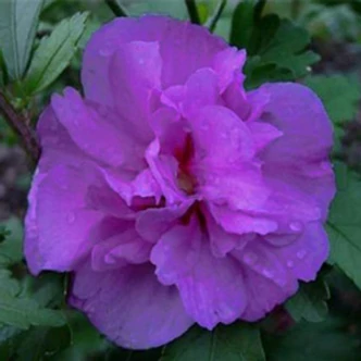 Hibiscus syriacus 'Ardens' - Magas törzsű, lila virágú mályvacserje Hibiscus syriacus 'Ardens' - Magas törzsű, lila virágú mályvacserje