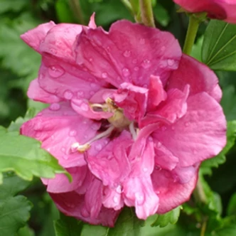Hibiscus syriacus 'Duc de Brabant' - Telt lilásrózsaszín virágú mályvacserje