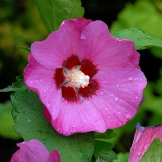 Hibiscus syriacus 'Woodbridge' - Sötét rózsaszín virágú mályvacserje