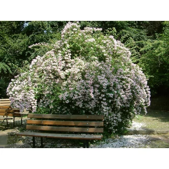 Kolkwitzia amabilis - Viráglonc