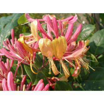 Lonicera x heckrottii - Kúszólonc
