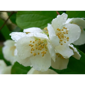 Philadelphus coronarius - Közönséges jezsámen Philadelphus coronarius - Közönséges jezsámen