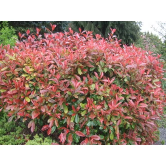 Photinia fraseri 'Little Red Robin' - Törpe vörös korallberkenye