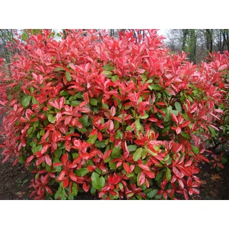 Photinia fraseri 'Red Robin' - Korallberkenye