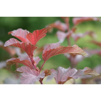 Physocarpus opulifolius 'Diabolo' - Bangitalevelű hólyagvessző