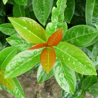 Prunus laurocerasus 'Antonius' – Babérmeggy