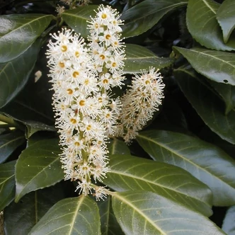 Prunus laurocerasus – Babérmeggy