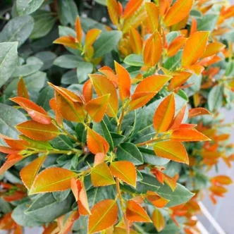 Prunus laurocerasus 'Bonaparte' – Babérmeggy