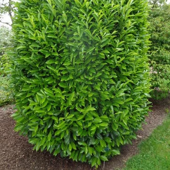 Prunus laurocerasus 'Genolia' – Oszlopos babérmeggy