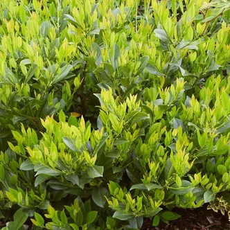 Prunus laurocerasus 'Mano' - Babérmeggy